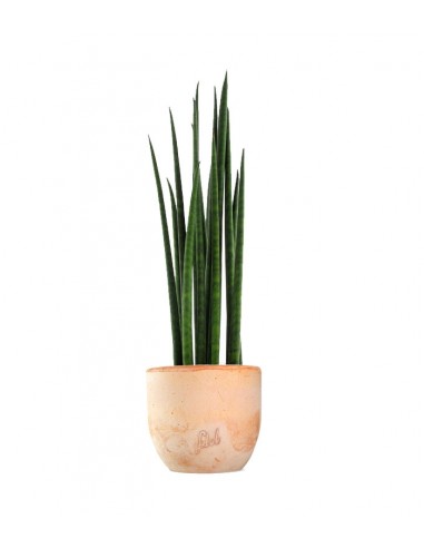 Sansevieria Bacularis Mikado