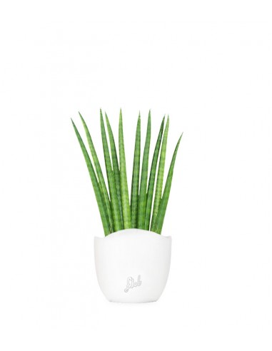 Sansevieria Cylindrica
