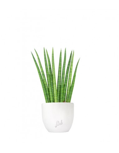 Sansevieria Cylindrica