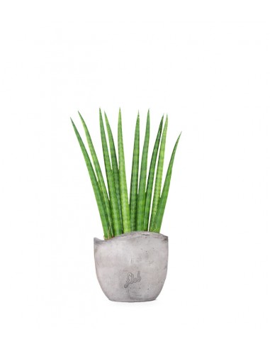 Sansevieria Cylindrica