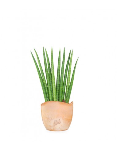 Sansevieria Cylindrica