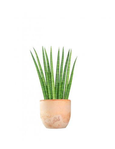 Sansevieria Cylindrica
