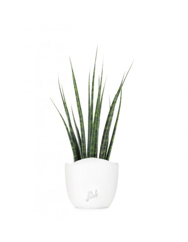 Sansevieria Fernwood Mikado