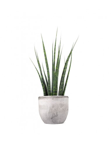 Sansevieria Fernwood Mikado