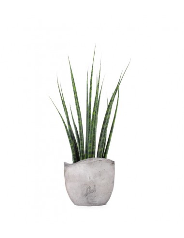 Sansevieria Fernwood Mikado
