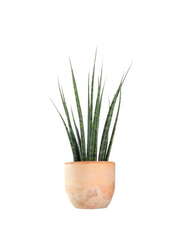 Sansevieria Fernwood Mikado