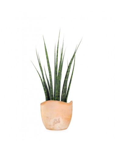 Sansevieria Fernwood Mikado