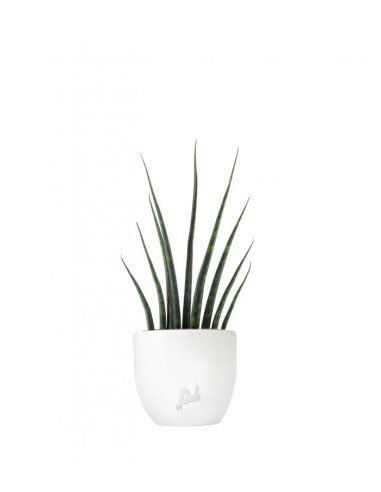 Sansevieria Fernwood Musica