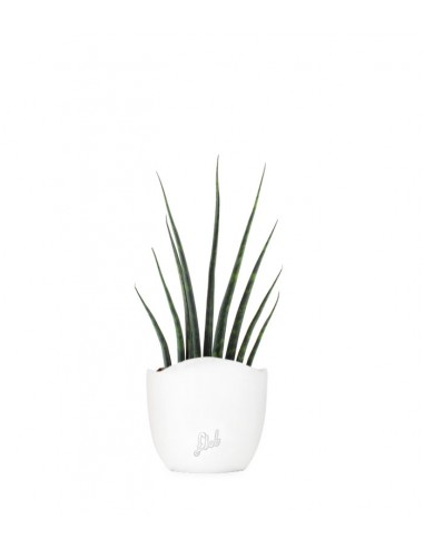 Sansevieria Fernwood Musica
