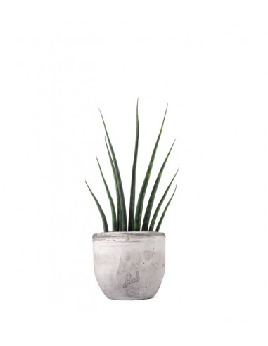 Sansevieria Fernwood Musica