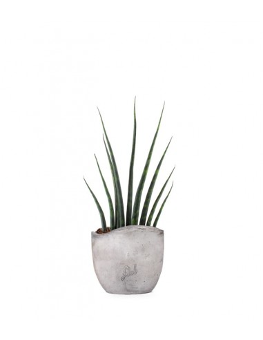 Sansevieria Fernwood Musica
