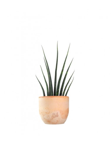 Sansevieria Fernwood Musica