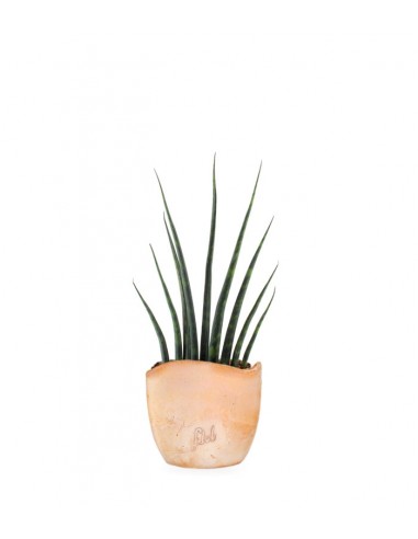 Sansevieria Fernwood Musica