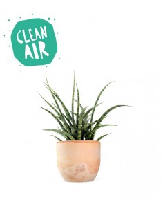 Sansevieria Fernwood Punk