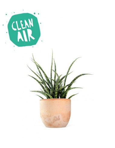 Sansevieria Fernwood Punk