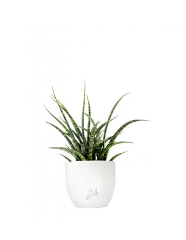 Sansevieria Fernwood Punk