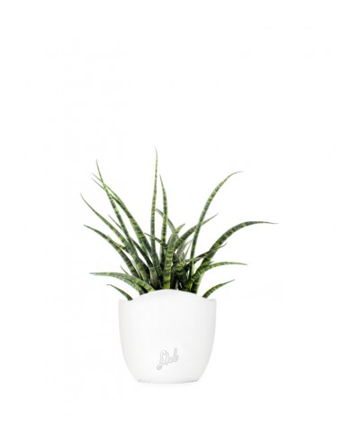 Sansevieria Fernwood Punk