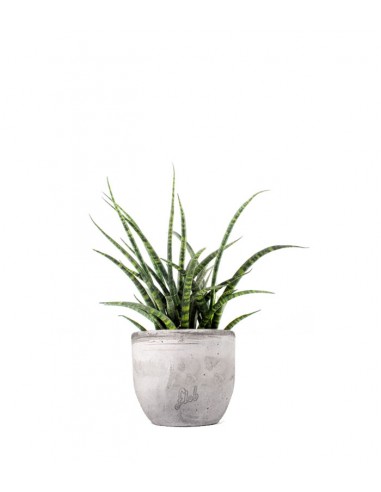 Sansevieria Fernwood Punk