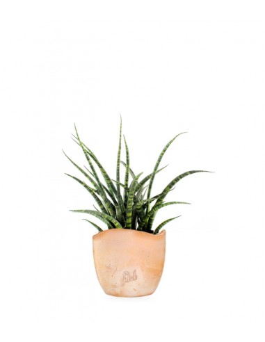 Sansevieria Fernwood Punk