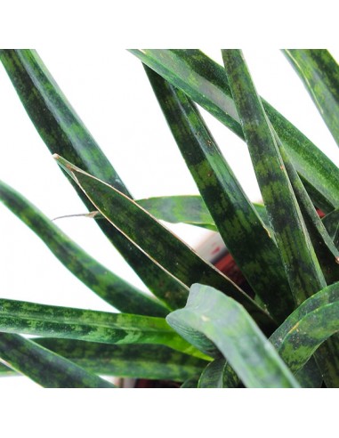 Sansevieria Fernwood Punk