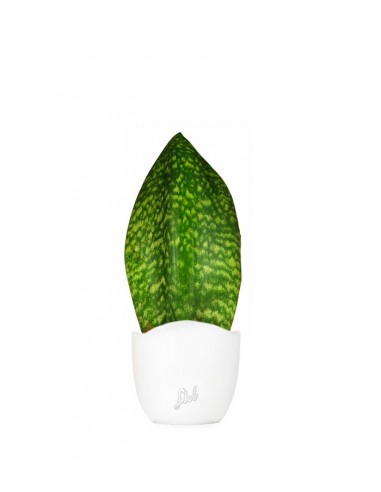 Sansevieria Happy