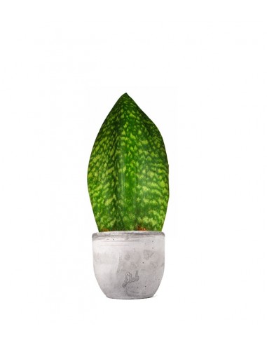 Sansevieria Happy