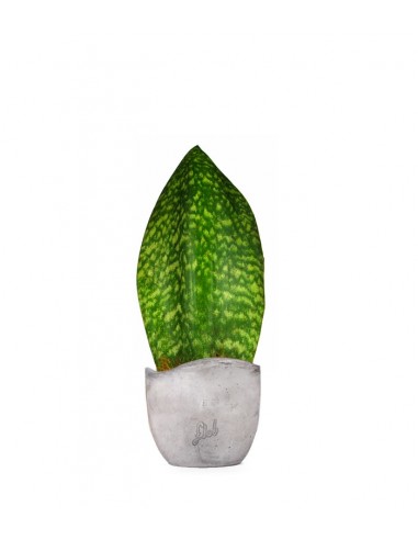 Sansevieria Happy