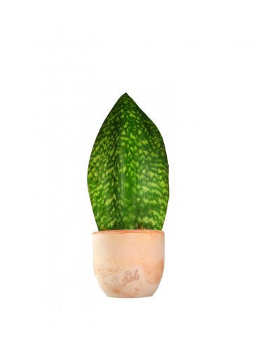 Sansevieria Happy