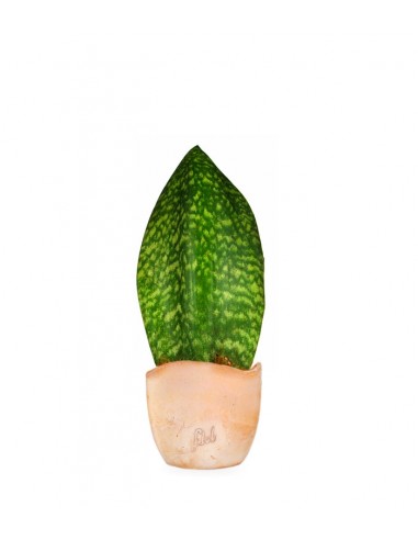 Sansevieria Happy