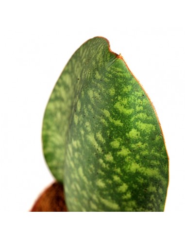Sansevieria Happy