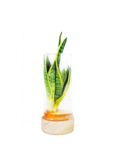 Sansevieria in idroponica con led