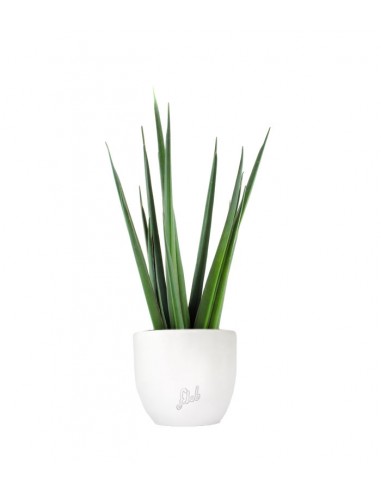 Sansevieria Katana