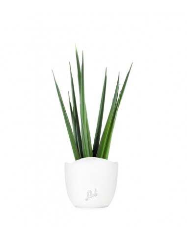 Sansevieria Katana