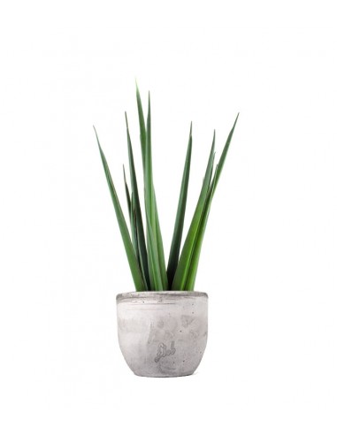 Sansevieria Katana