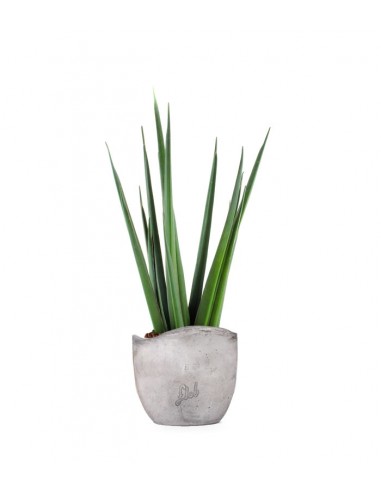 Sansevieria Katana