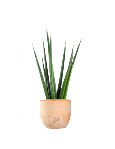 Sansevieria Katana