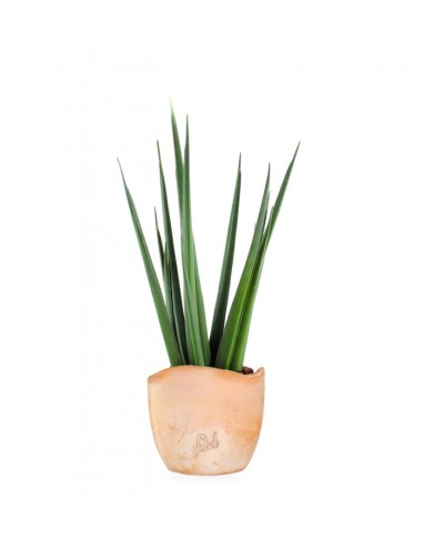 Sansevieria Katana