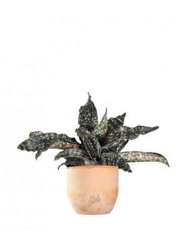 Sansevieria kirkii