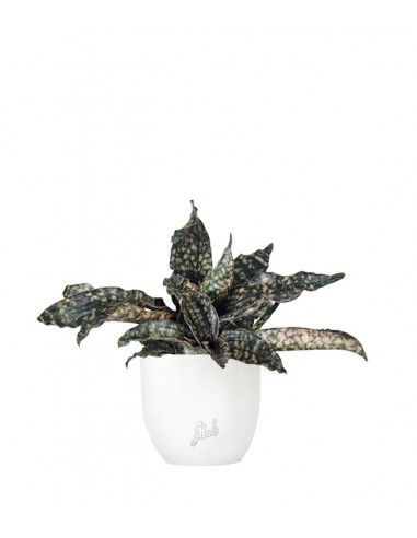 Sansevieria kirkii