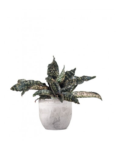 Sansevieria kirkii