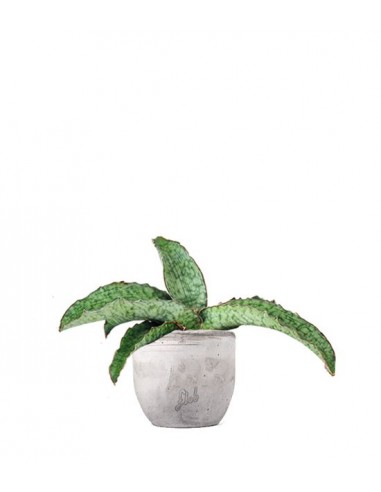 Sansevieria kirkii 'Silver Blue'