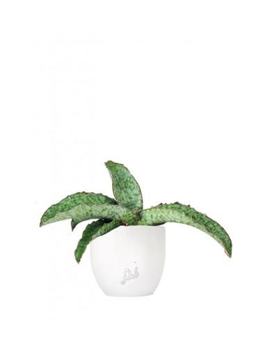 Sansevieria kirkii 'Silver Blue'