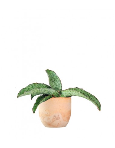 Sansevieria kirkii 'Silver Blue'