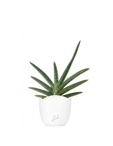Sansevieria Motum Kenya
