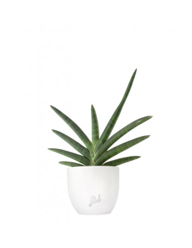 Sansevieria Motum Kenya