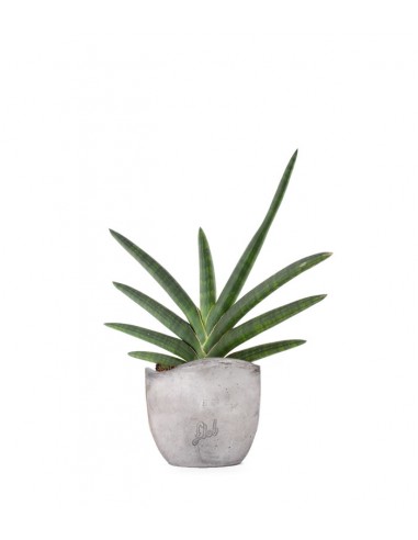 Sansevieria Motum Kenya