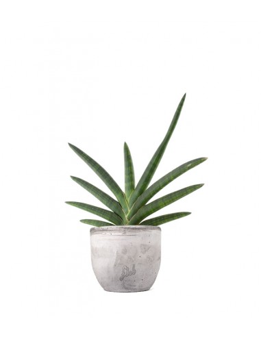 Sansevieria Motum Kenya