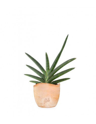 Sansevieria Motum Kenya