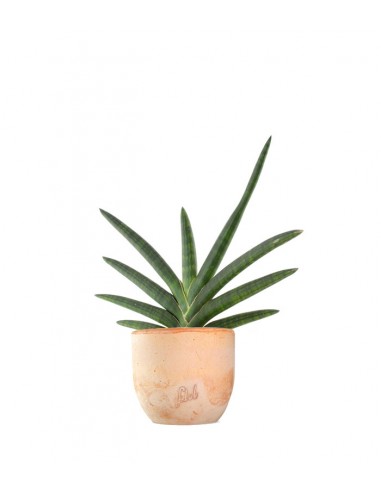 Sansevieria Motum Kenya