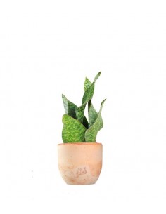 Sansevieria multipla